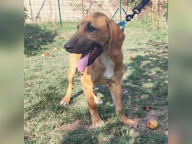 Welpe Leo sucht seine Familie ❤️