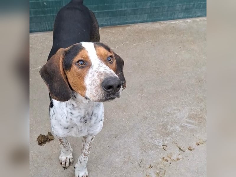 Beetlejuice sucht ZH oder Pflegestelle❤️