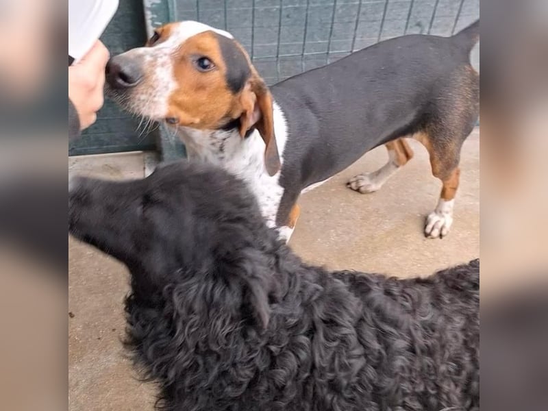 Beetlejuice sucht ZH oder Pflegestelle❤️