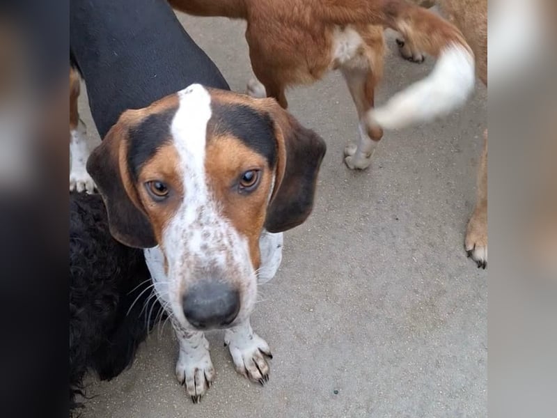 Beetlejuice sucht ZH oder Pflegestelle❤️