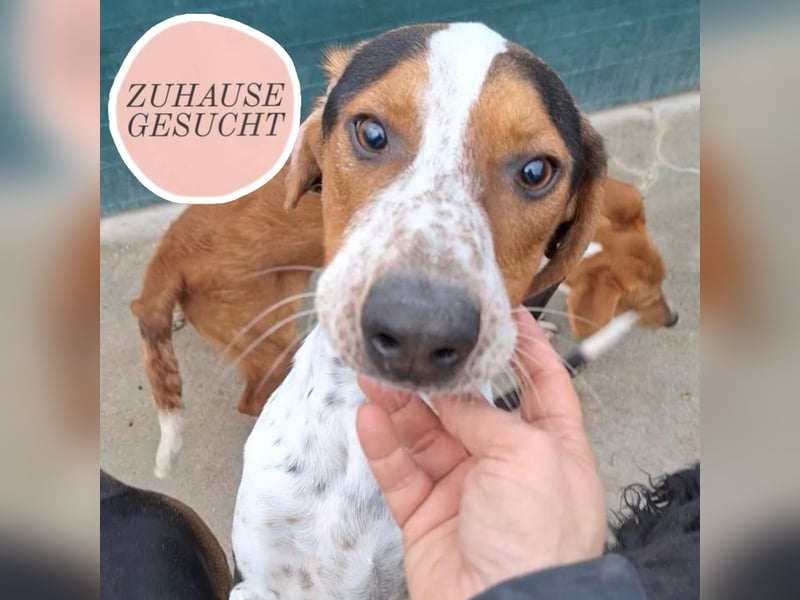 Beetlejuice sucht ZH oder Pflegestelle❤️