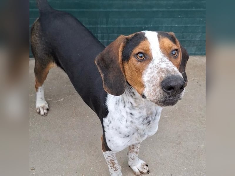 Beetlejuice sucht ZH oder Pflegestelle❤️