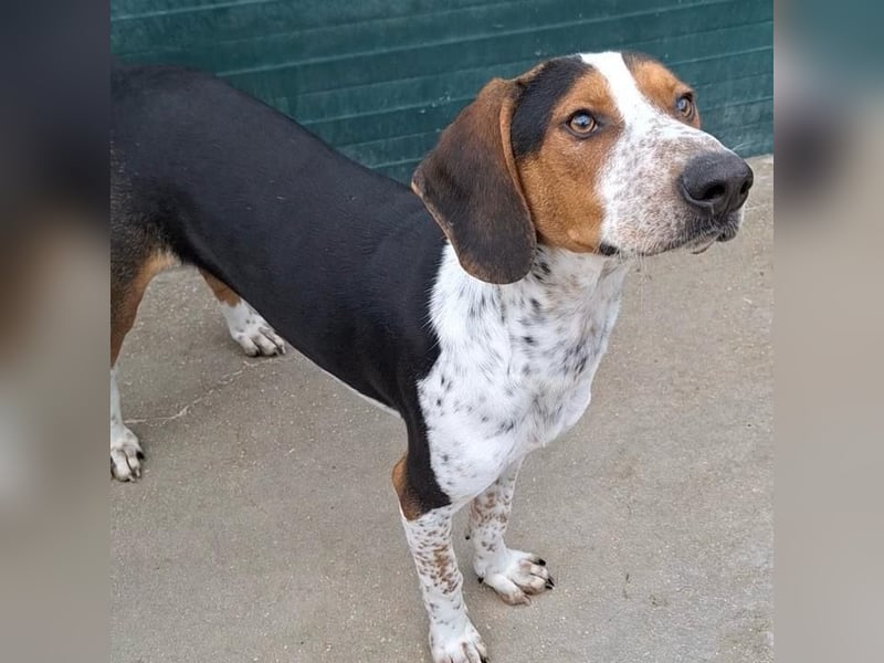 Beetlejuice sucht ZH oder Pflegestelle❤️