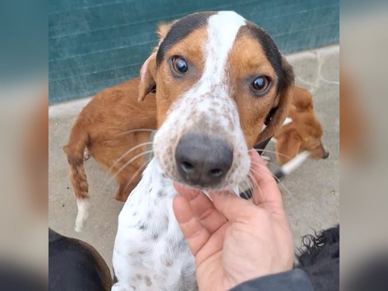 Beetlejuice sucht ZH oder Pflegestelle❤️