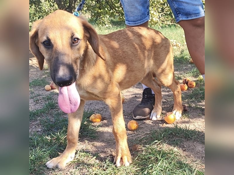 Welpe Leo sucht seine Familie ❤️