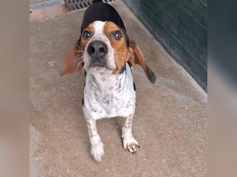 Beetlejuice sucht ZH oder Pflegestelle❤️