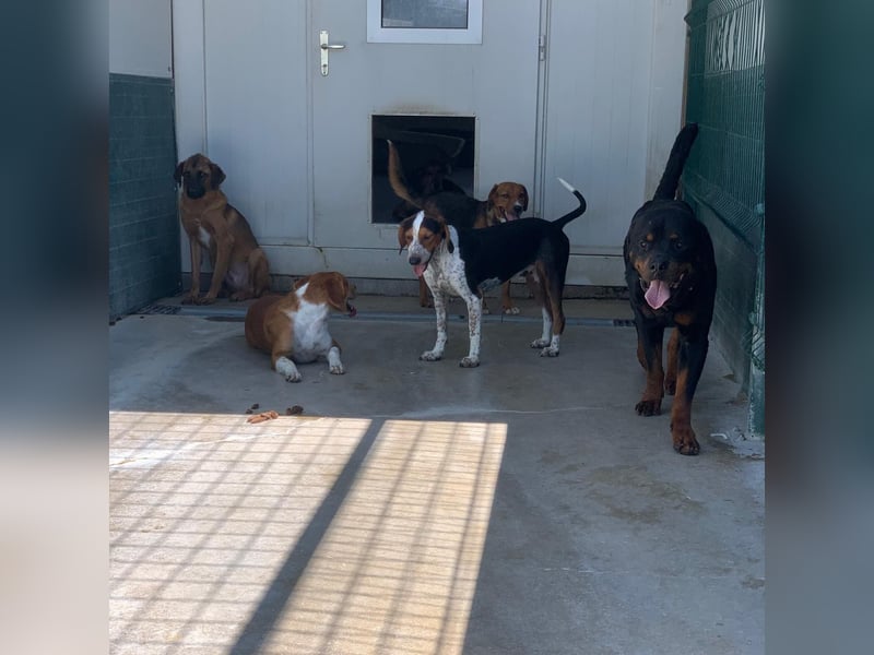 Beetlejuice sucht ZH oder Pflegestelle❤️