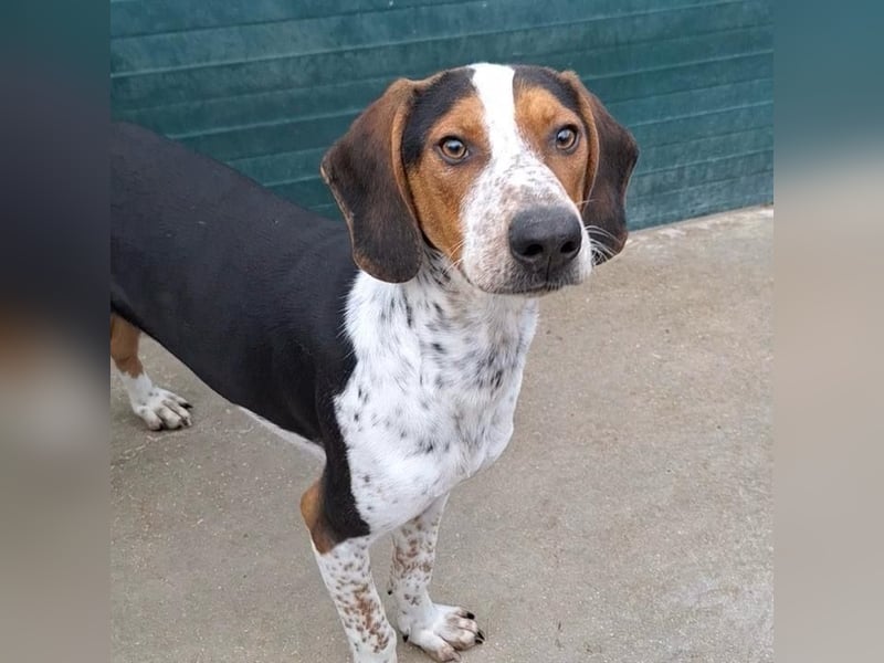 Beetlejuice sucht ZH oder Pflegestelle❤️