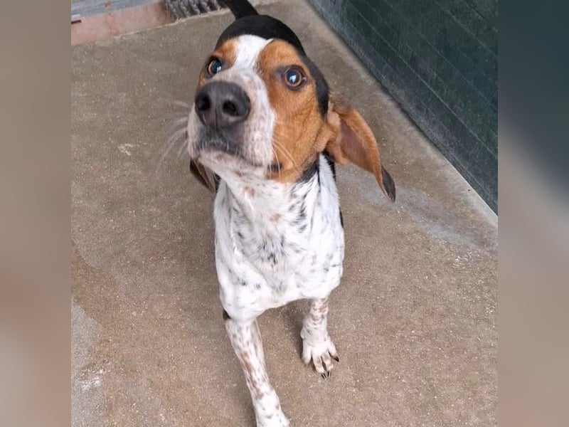 Beetlejuice sucht ZH oder Pflegestelle❤️