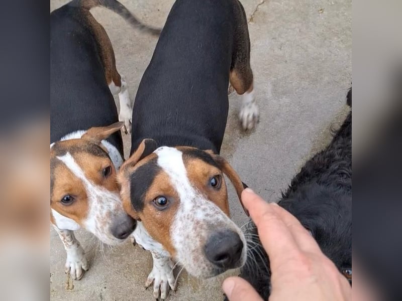 Beetlejuice sucht ZH oder Pflegestelle❤️