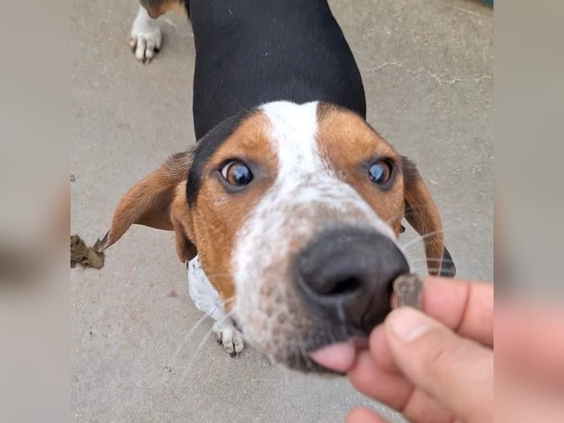 Beetlejuice sucht ZH oder Pflegestelle❤️