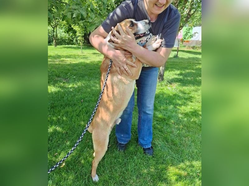 Dodo - Anfänger geeignet