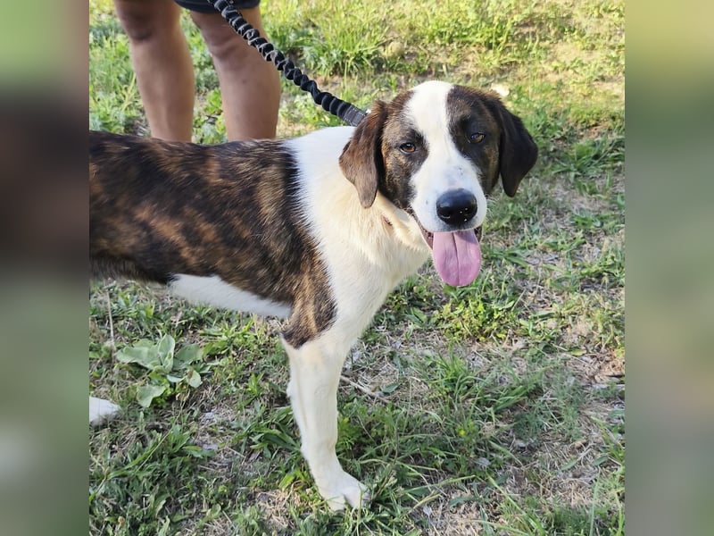 Apricot eine verspielte Hündin