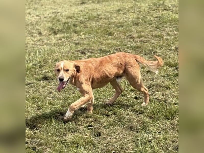 Kaii ein sensibler aktiver Rüde