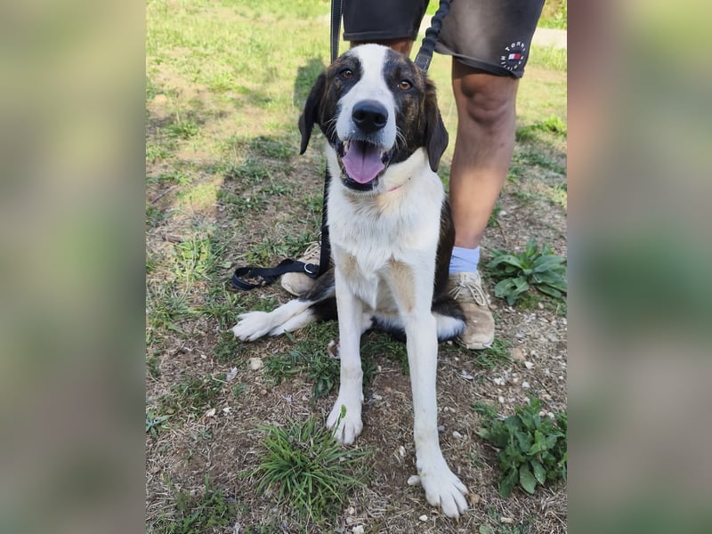 Apricot eine verspielte Hündin