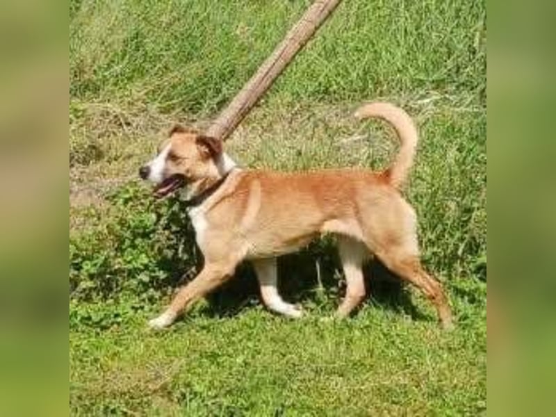 Dodo - Anfänger geeignet