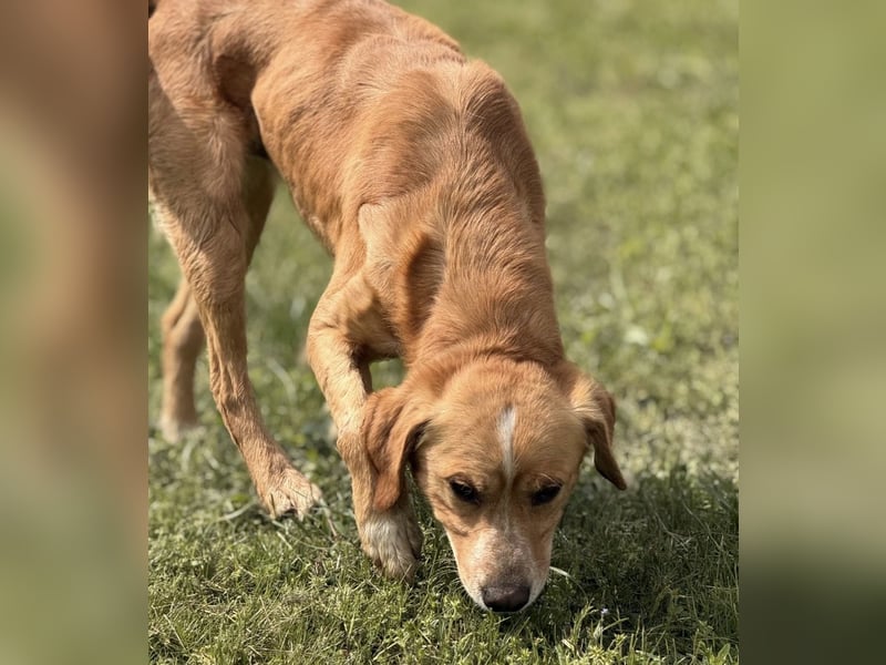 Kaii ein sensibler aktiver Rüde