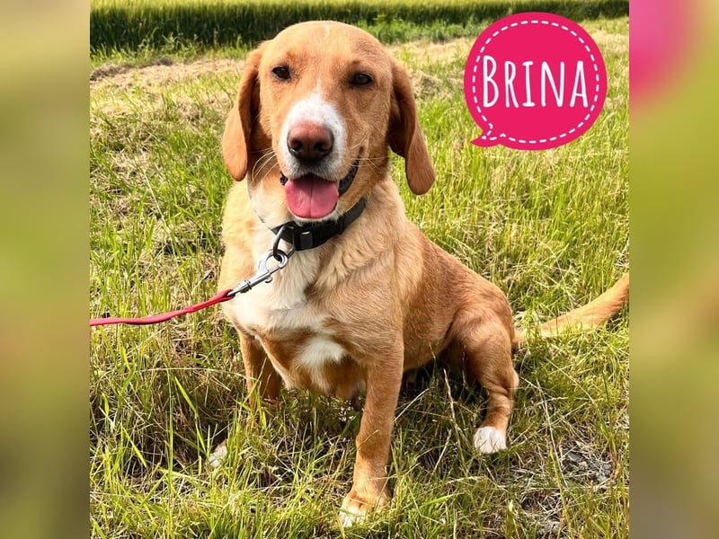 Brina eine Traumhündin
