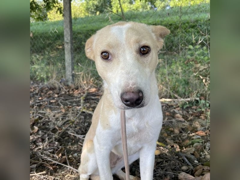 Zoe eine Seele von Hund