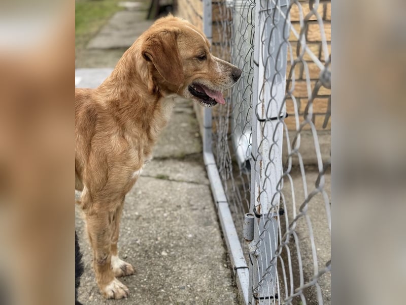 Kaii ein sensibler aktiver Rüde