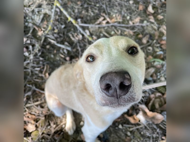 Zoe eine Seele von Hund