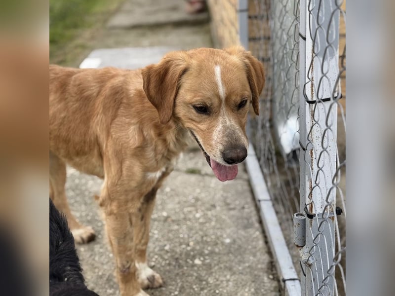 Kaii ein sensibler aktiver Rüde