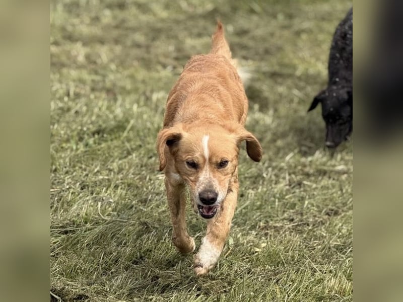 Kaii ein sensibler aktiver Rüde