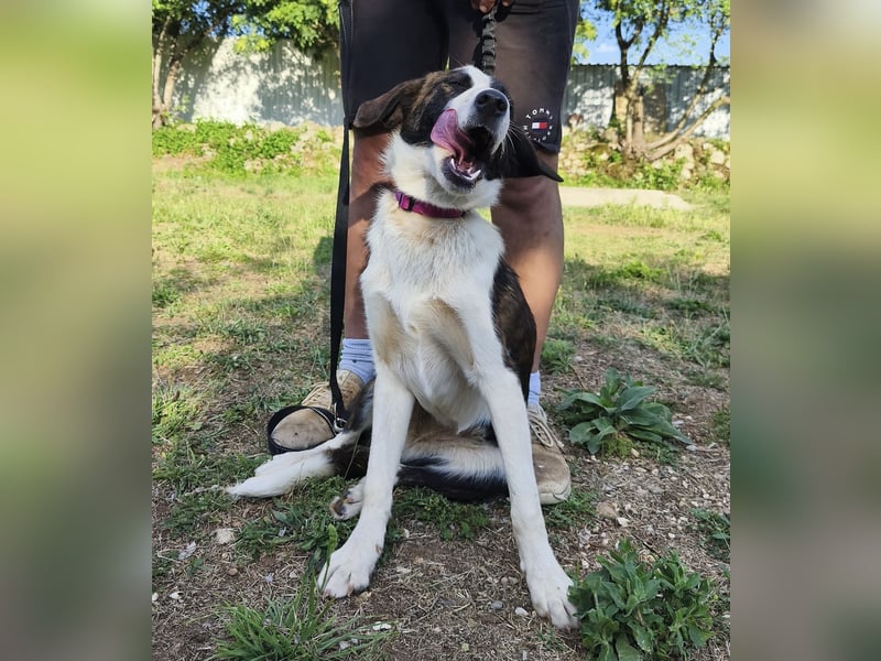 Apricot eine verspielte Hündin