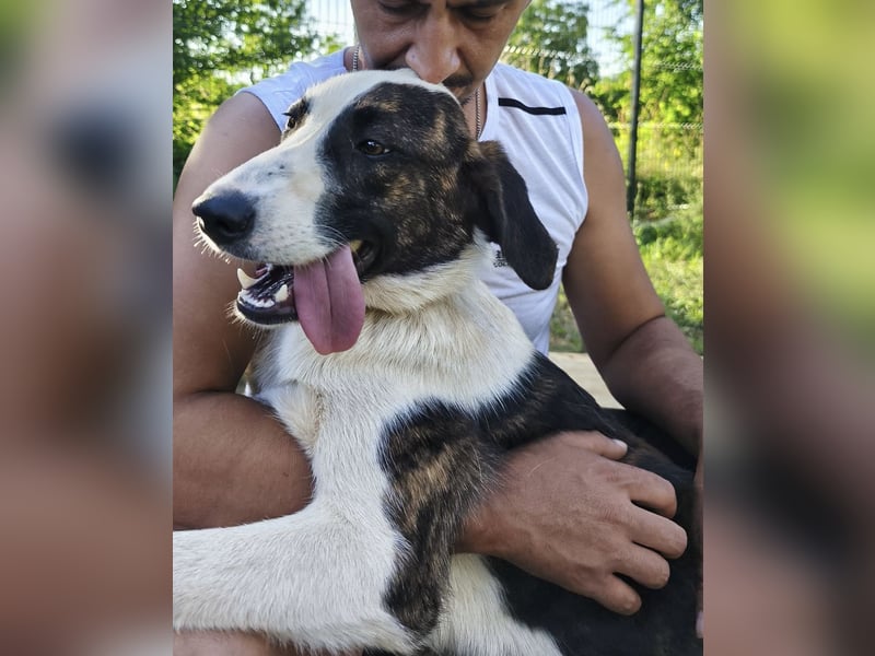 Apricot eine verspielte Hündin