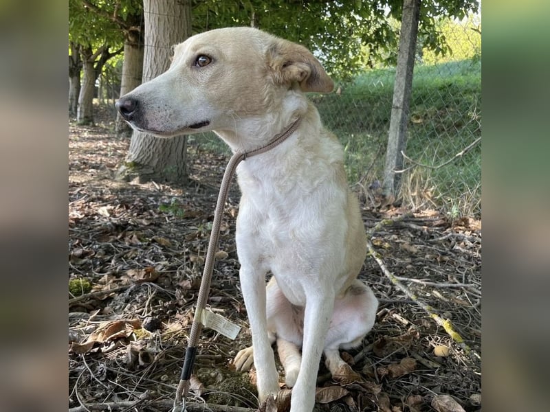 Zoe eine Seele von Hund