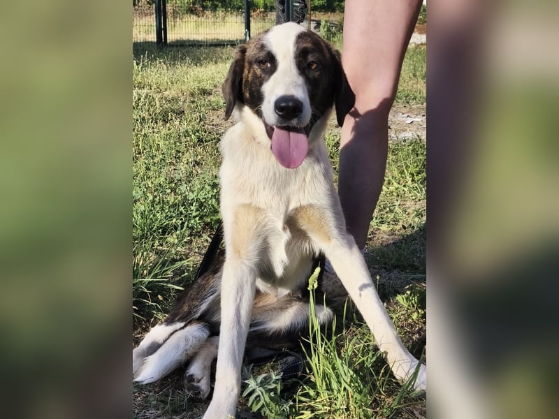 Apricot eine verspielte Hündin