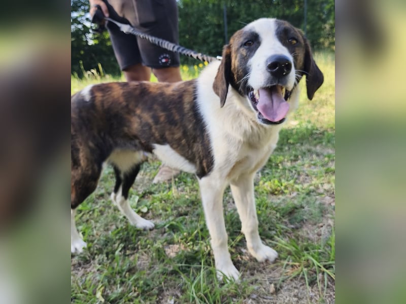 Apricot eine verspielte Hündin