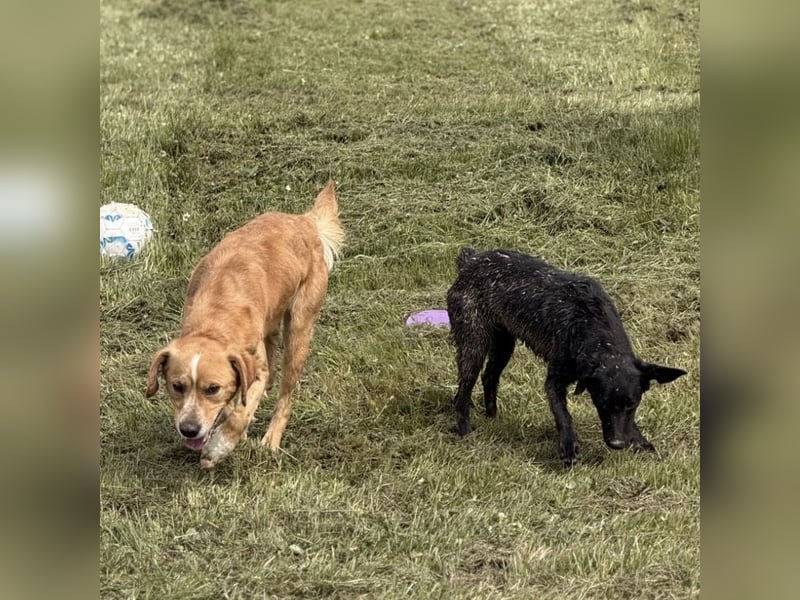 Kaii ein sensibler aktiver Rüde