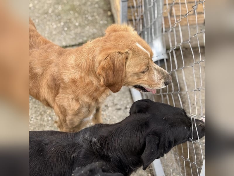 Kaii ein sensibler aktiver Rüde