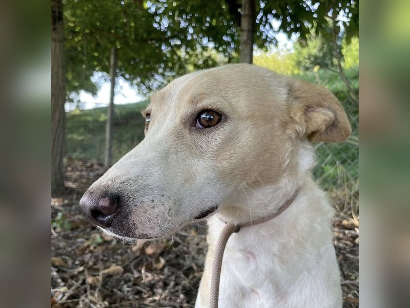 Zoe eine Seele von Hund