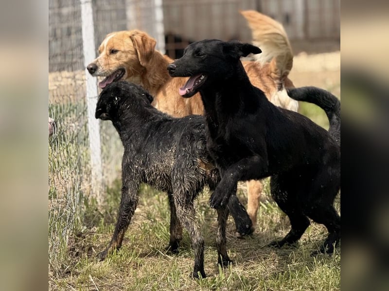 Kaii ein sensibler aktiver Rüde