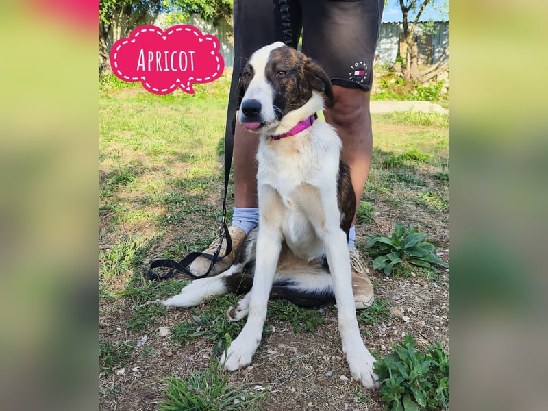 Apricot eine verspielte Hündin