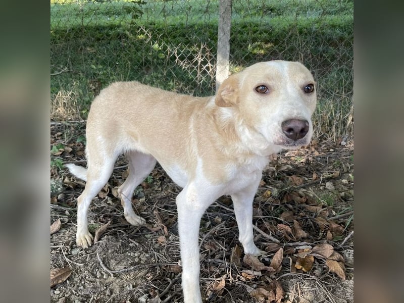 Zoe eine Seele von Hund