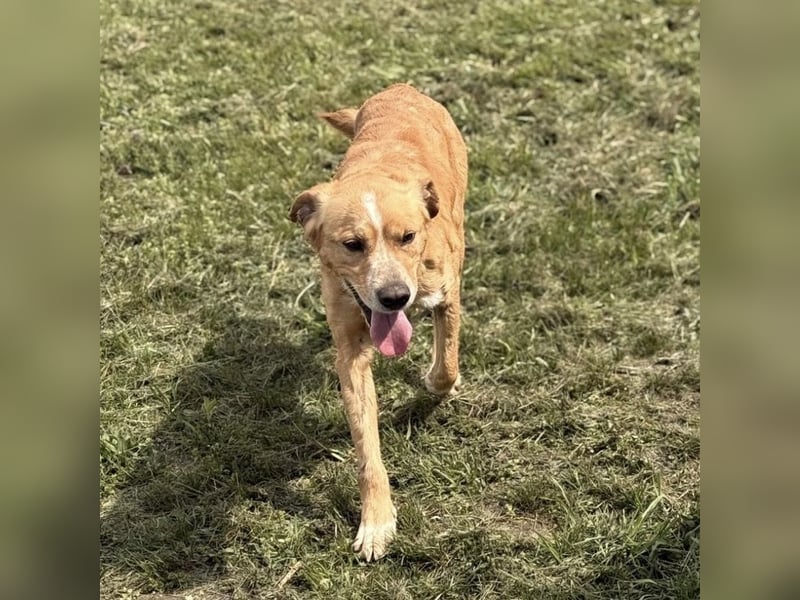 Kaii ein sensibler aktiver Rüde