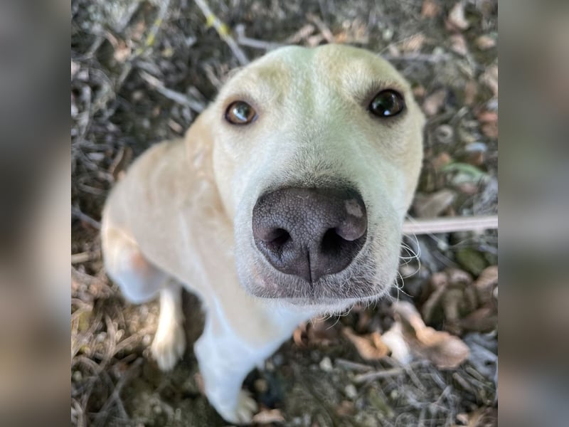 Zoe eine Seele von Hund