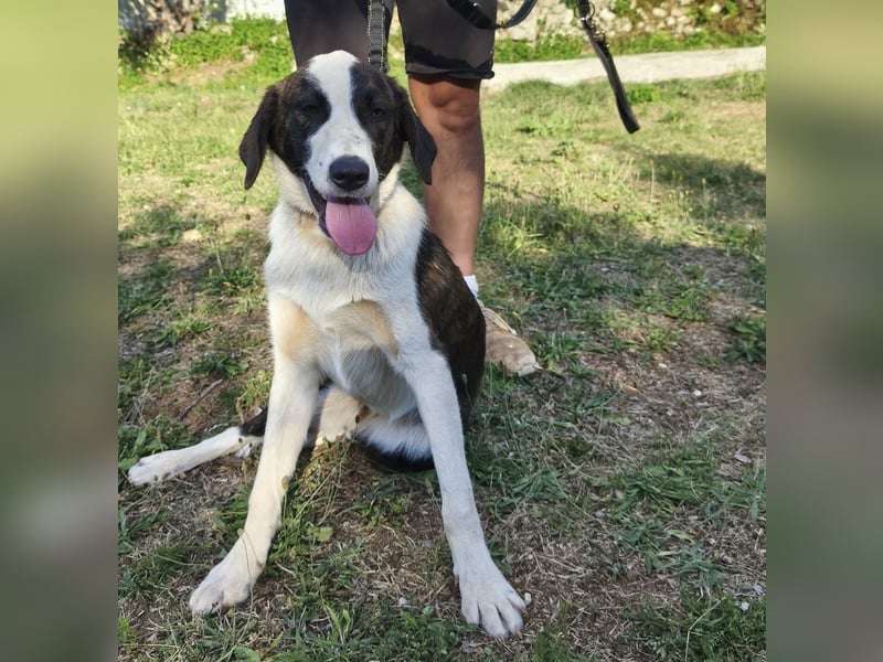 Apricot eine verspielte Hündin