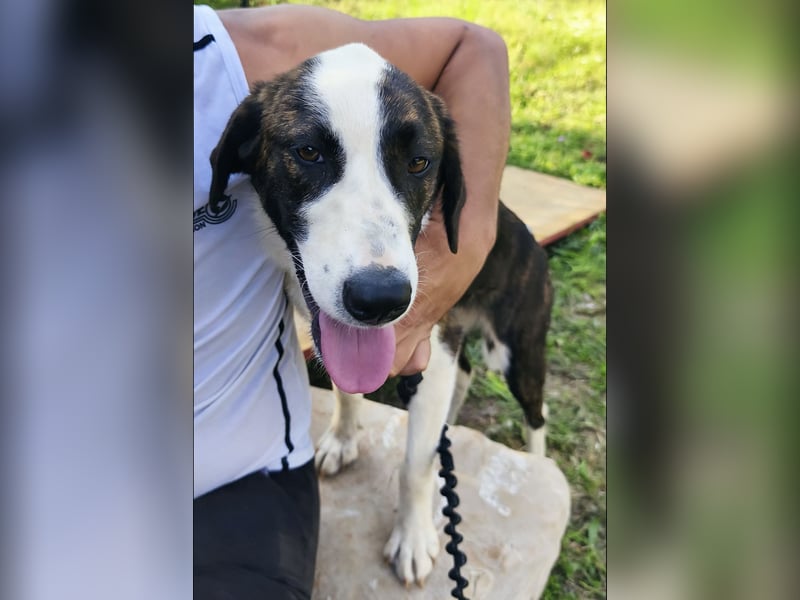 Apricot eine verspielte Hündin