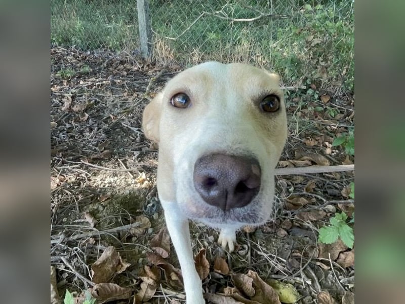 Zoe eine Seele von Hund