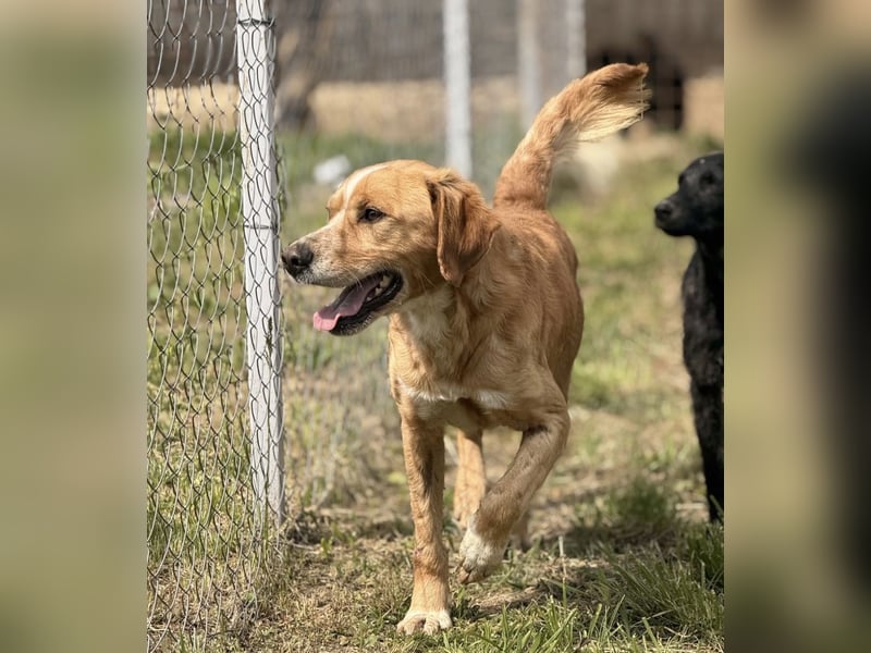 Kaii ein sensibler aktiver Rüde