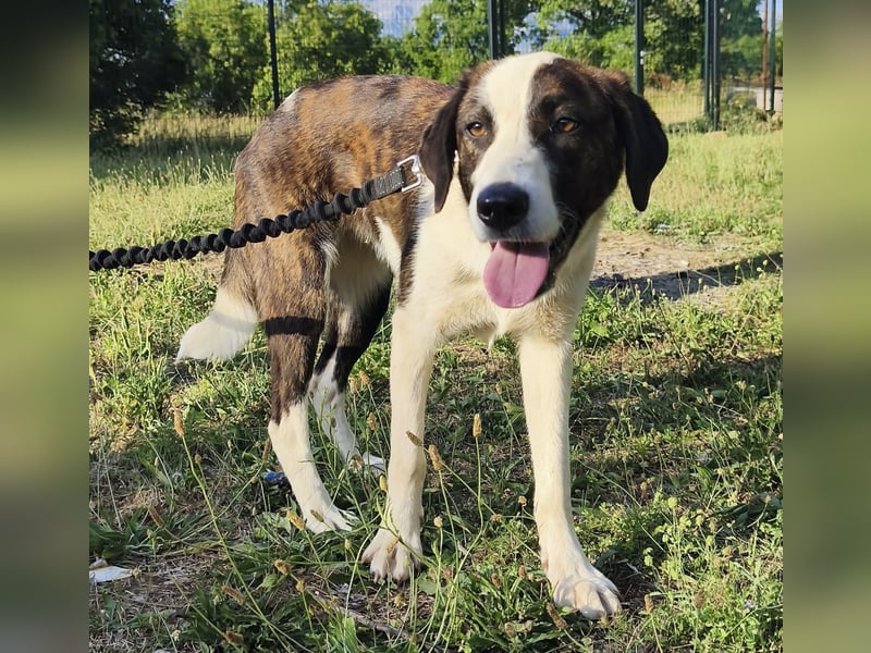 Apricot eine verspielte Hündin