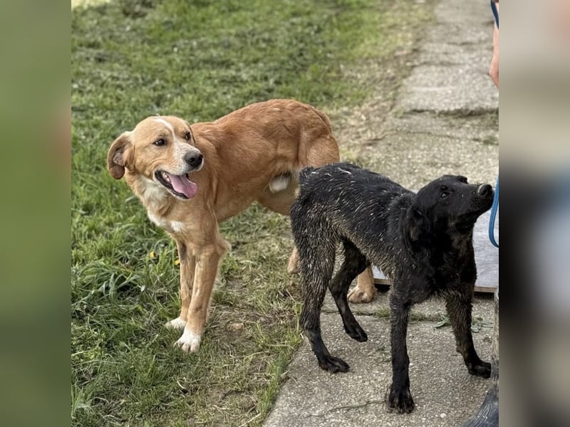 Kaii ein sensibler aktiver Rüde