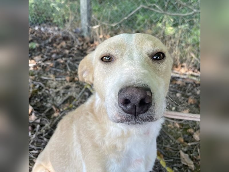 Zoe eine Seele von Hund