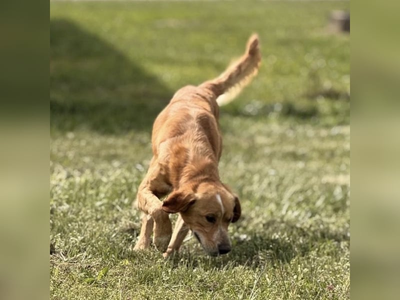 Kaii ein sensibler aktiver Rüde