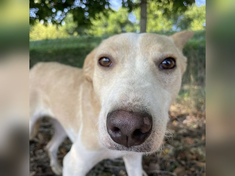 Zoe eine Seele von Hund