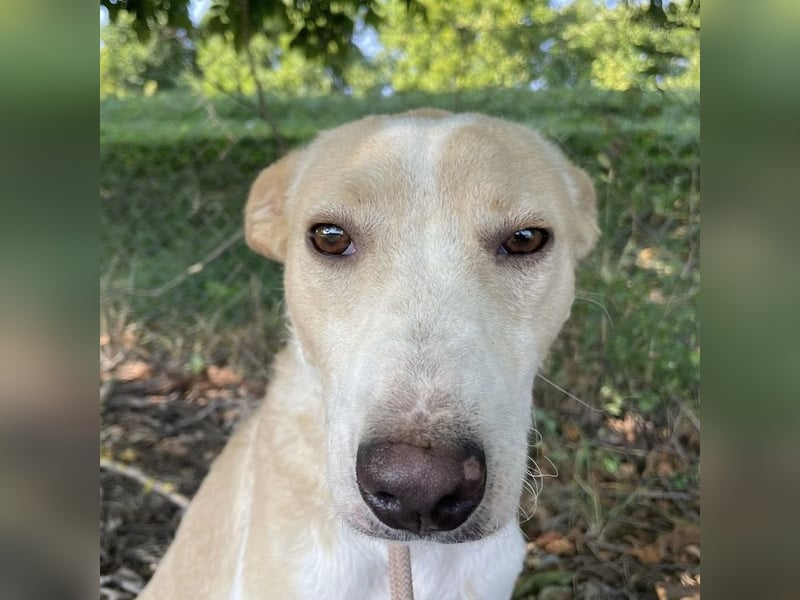 Zoe eine Seele von Hund